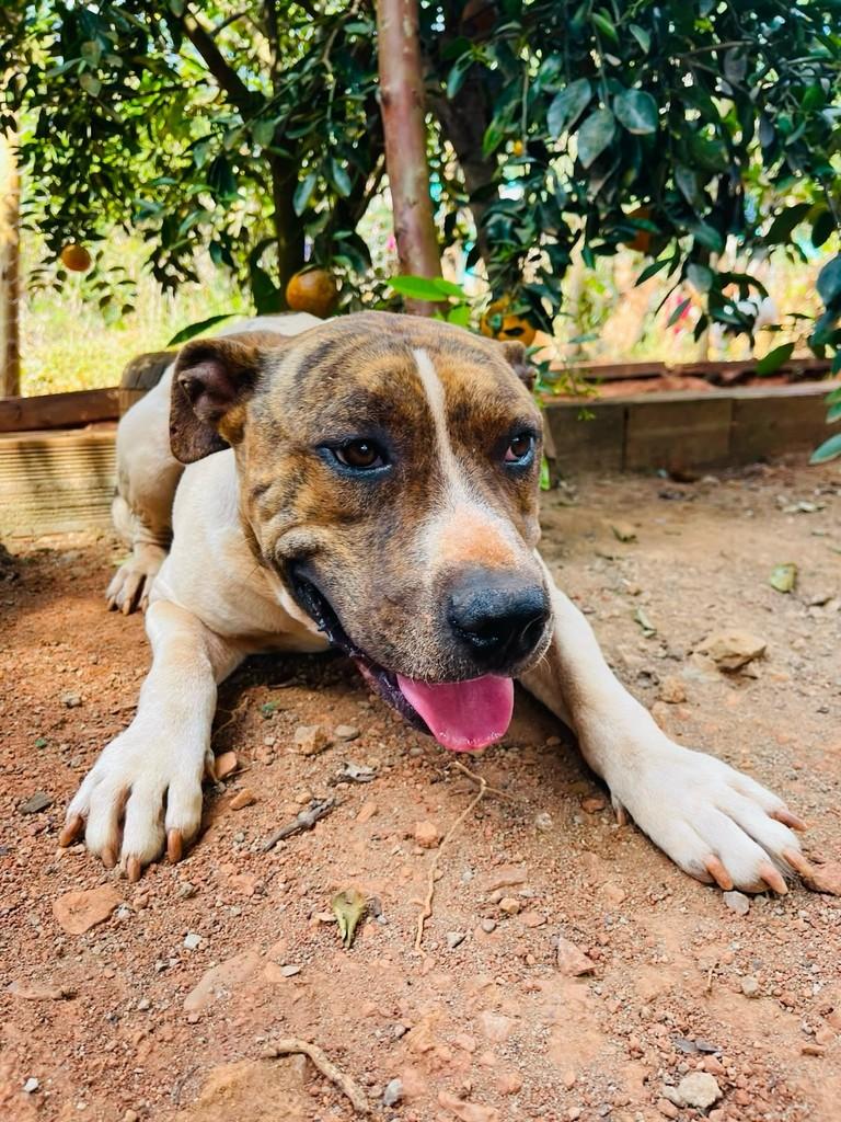Jack, cachorro de porte médio para adoção em João Monlevade - MG