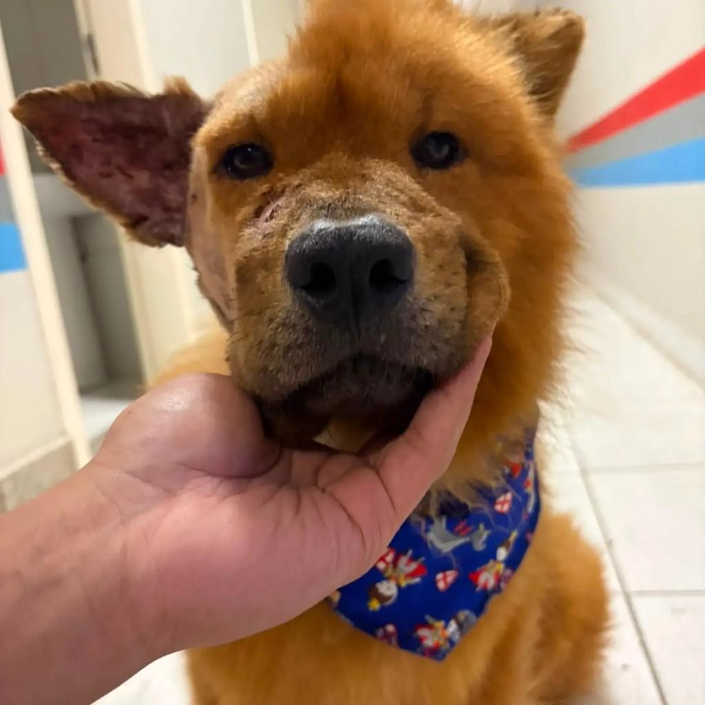Ragnar, cachorro de porte grande para adoção em João Monlevade - MG