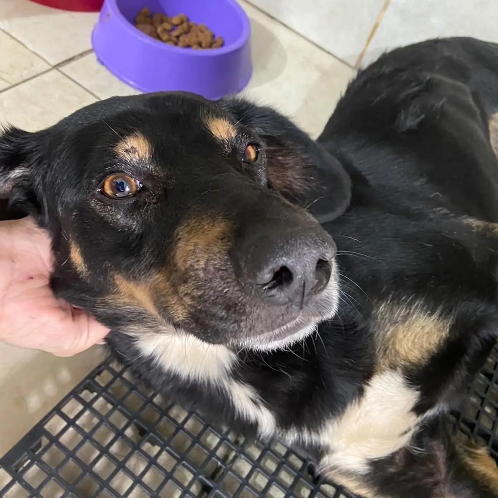 Aladin, cachorro de porte médio para adoção em João Monlevade - MG