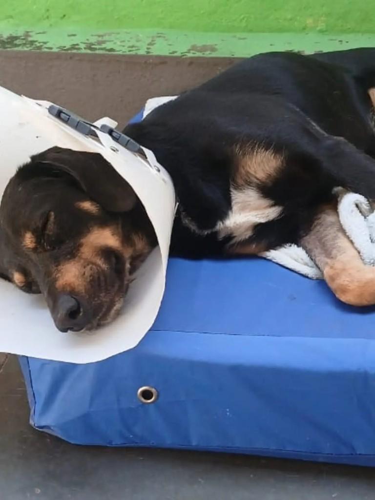 Aladim, cachorro de porte pequeno para adoção em João Monlevade - MG