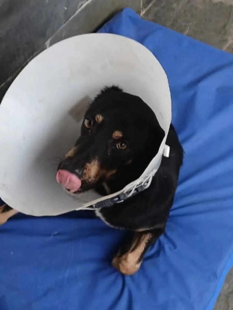 Aladim, cachorro de porte pequeno para adoção em João Monlevade - MG — foto 2 de 3