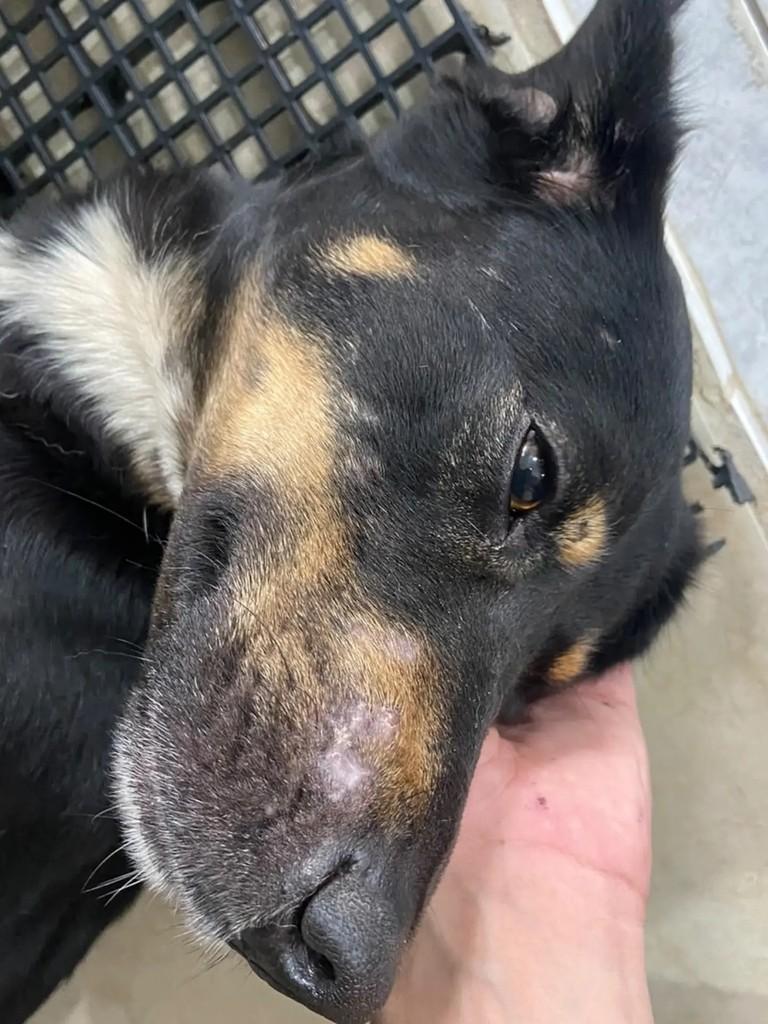 Aladim, cachorro de porte pequeno para adoção em João Monlevade - MG — foto 3 de 3