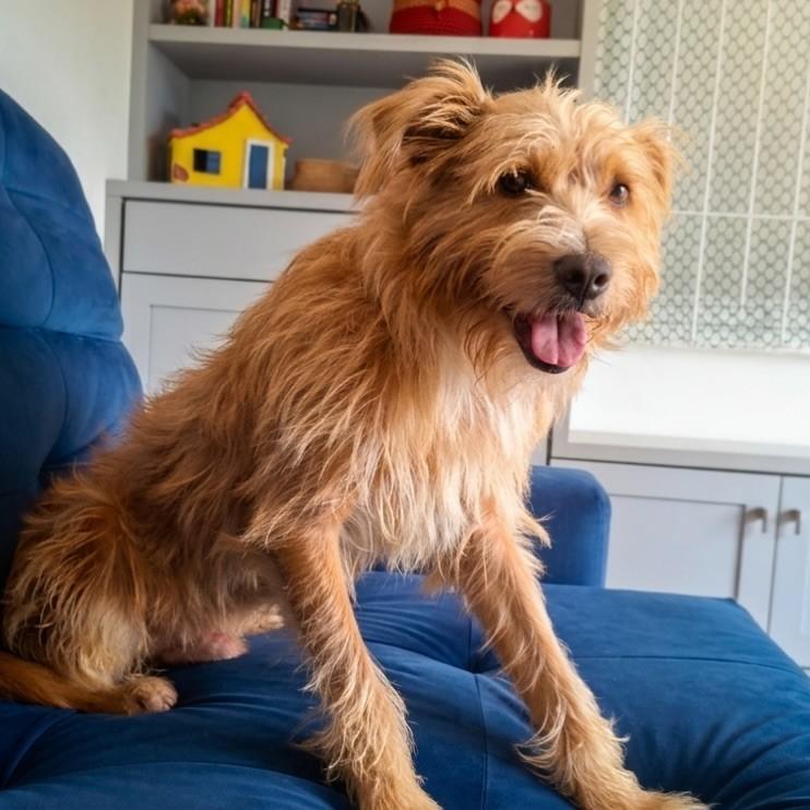 Dante, cachorro de porte médio para adoção em Florianópolis - SC