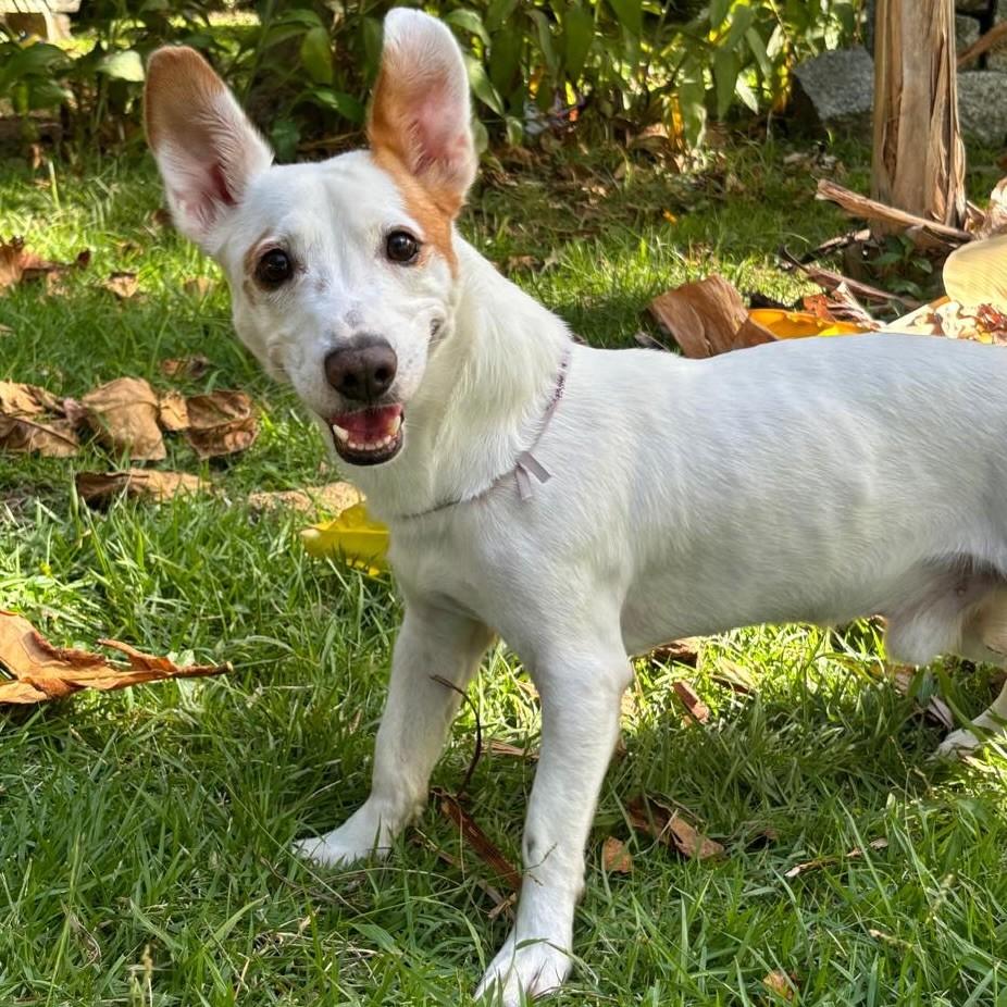 Branco, cachorro de porte pequeno para adoção em Florianópolis - SC