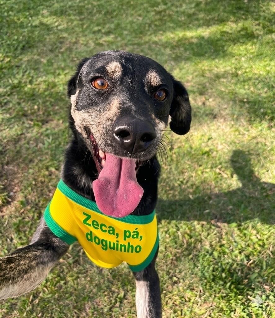 Zeca Padoguinho, cachorro de porte médio para adoção em Florianópolis - SC