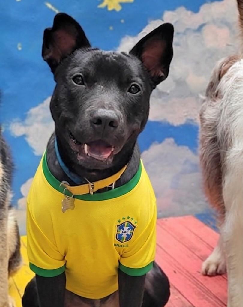 Chicão, cachorro de porte grande para adoção em São José - SC