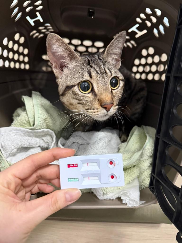 Tink, gato de porte pequeno para adoção em Florianópolis - SC