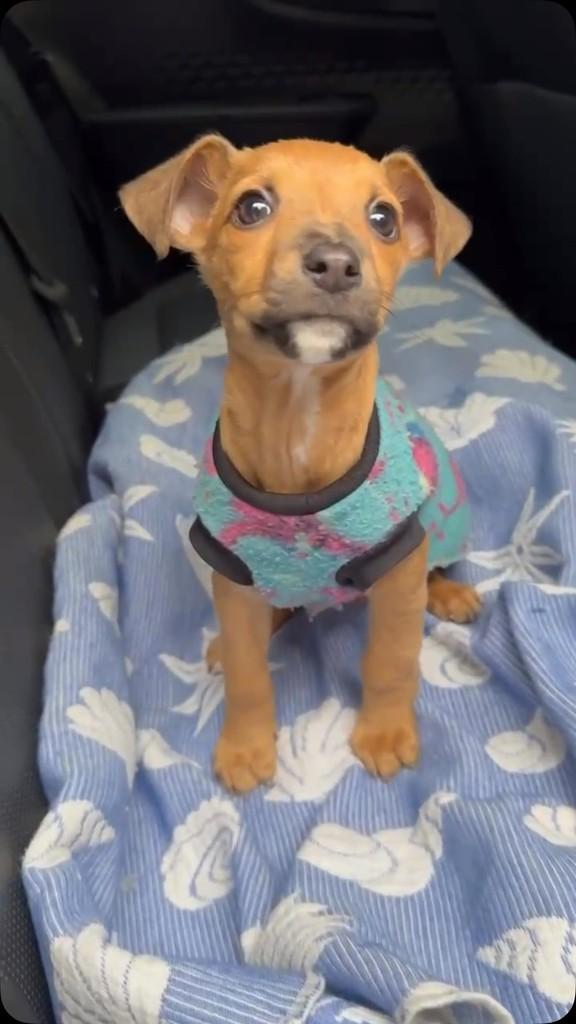Parmesão, cachorro de porte pequeno para adoção em Florianópolis - SC