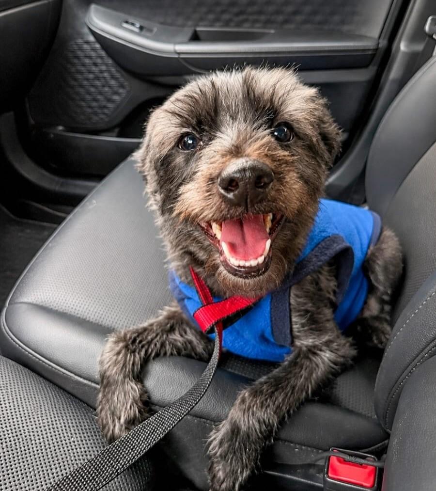 Endrick, cachorro de porte médio para adoção em Florianópolis - SC