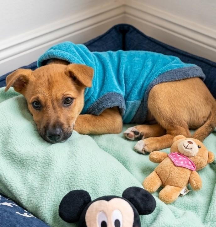Paçoca, cachorro de porte médio para adoção em Florianópolis - SC