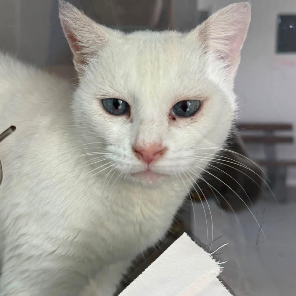 Yukiko, gata de porte pequeno para adoção em Florianópolis - SC