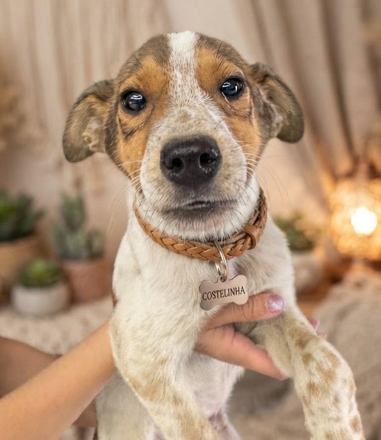 Costelinha, cachorro de porte médio para adoção em Florianópolis - SC