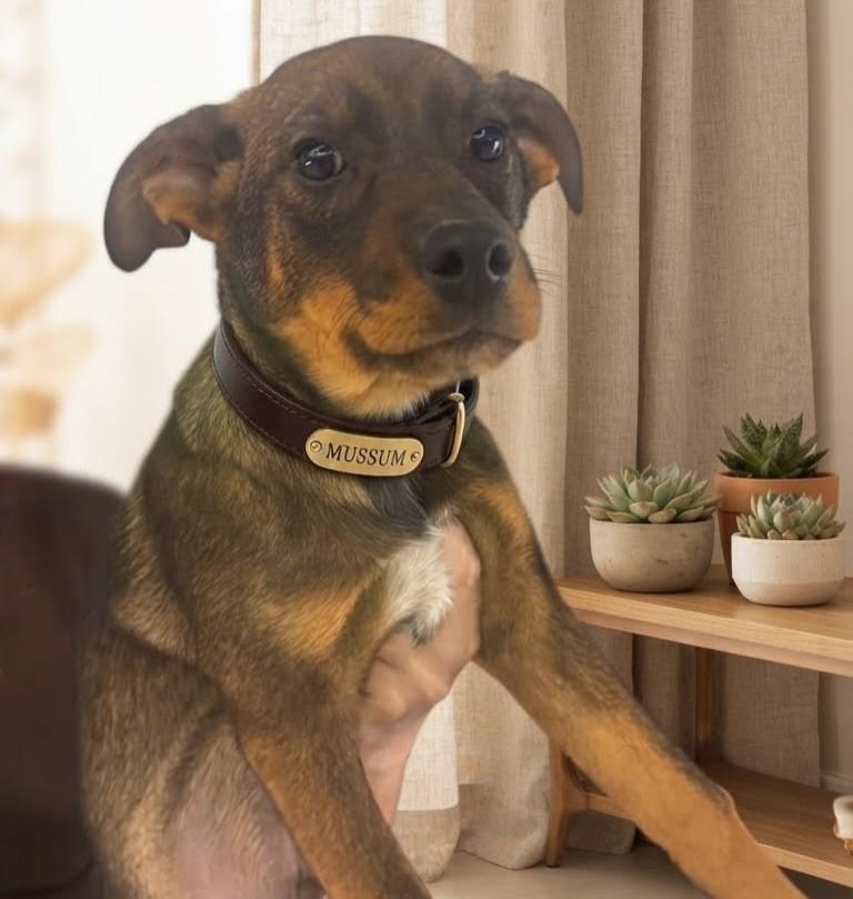 Mussum, cachorro de porte médio para adoção em Florianópolis - SC