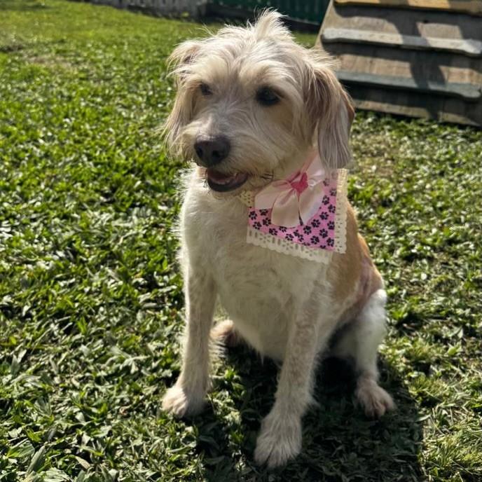 Luna, cadela de porte pequeno para adoção em Florianópolis - SC