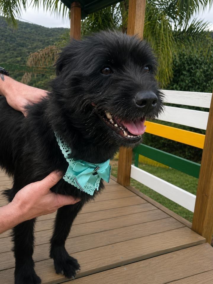 Romana, cadela de porte médio para adoção em Florianópolis - SC