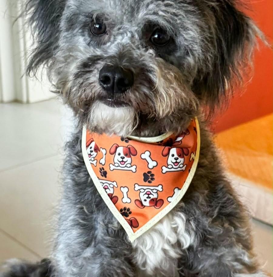 Serafino, cachorro de porte pequeno para adoção em Florianópolis - SC — foto 4 de 6