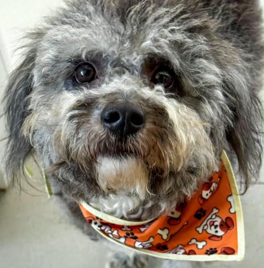 Serafino, cachorro de porte pequeno para adoção em Florianópolis - SC — foto 5 de 6