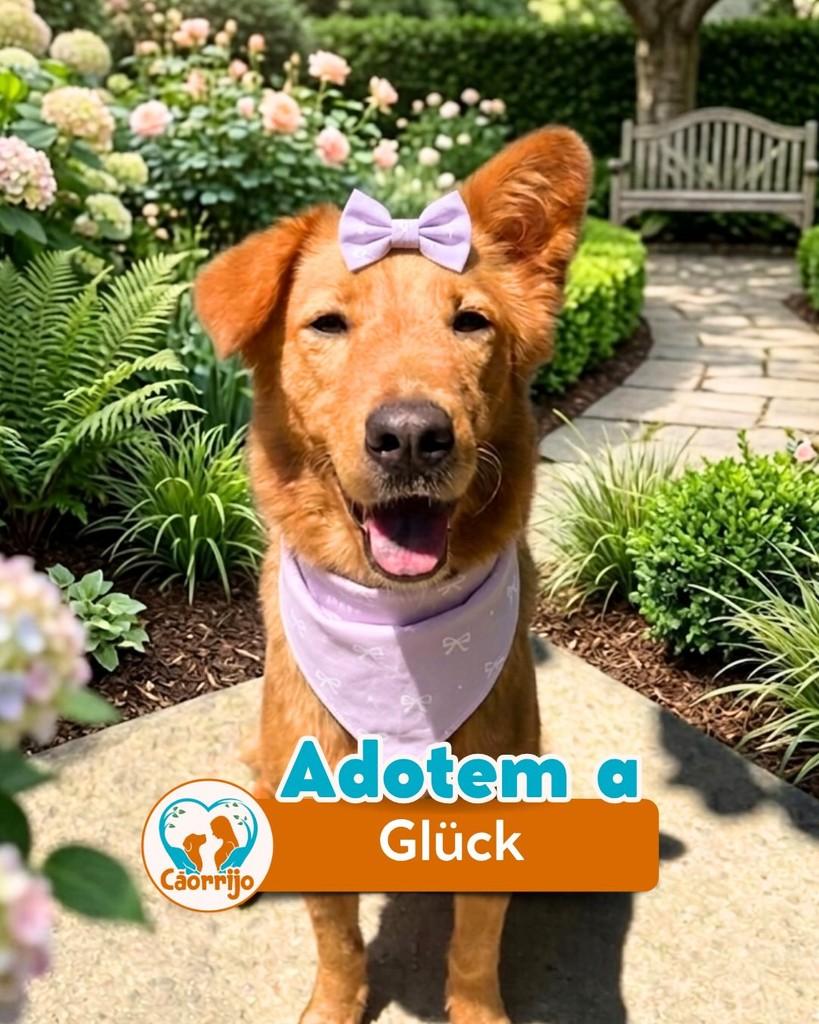 Glück, cachorro de porte médio para adoção em Rio de Janeiro - RJ