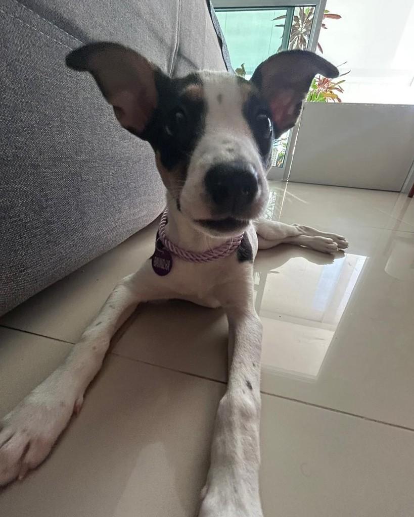 Baunilha, cachorro de porte pequeno para adoção em Rio de Janeiro - RJ