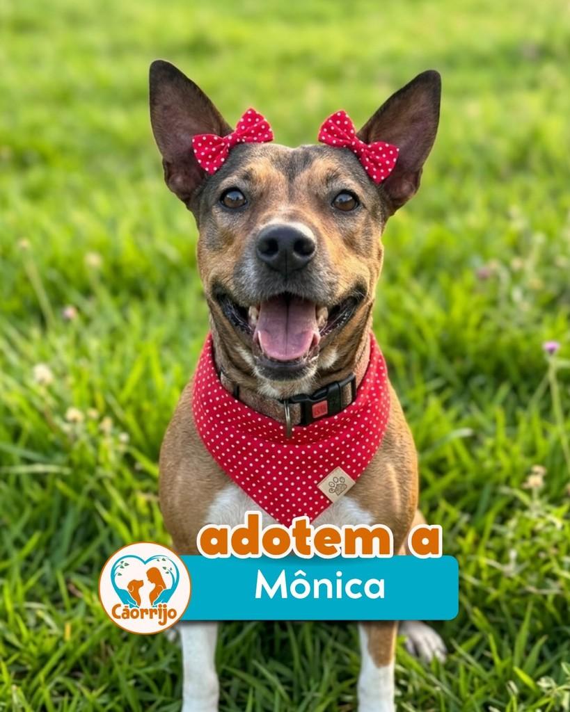 Mônica, cachorro de porte médio para adoção em Rio de Janeiro - RJ