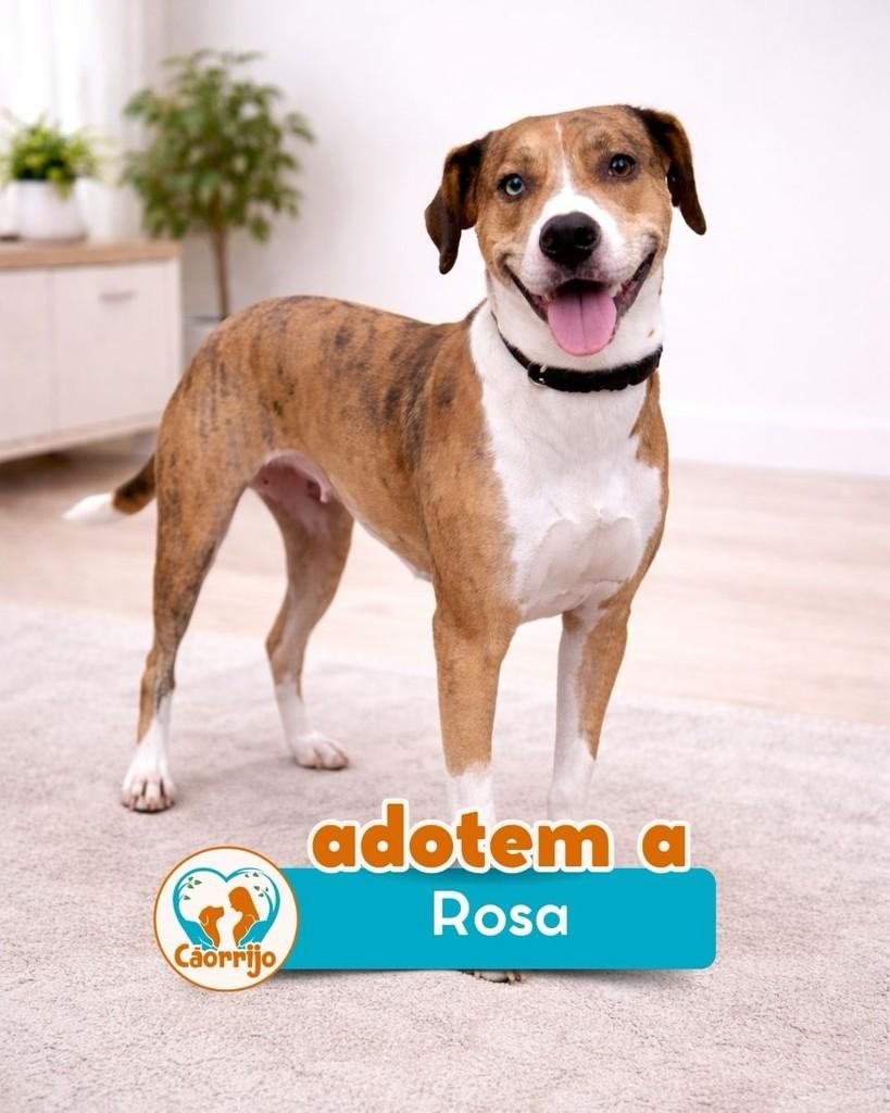 Rosa, cadela de porte médio para adoção em Rio de Janeiro - RJ