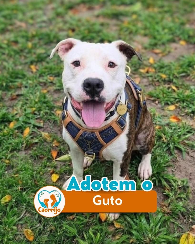 Guto, cachorro de porte médio para adoção em Rio de Janeiro - RJ