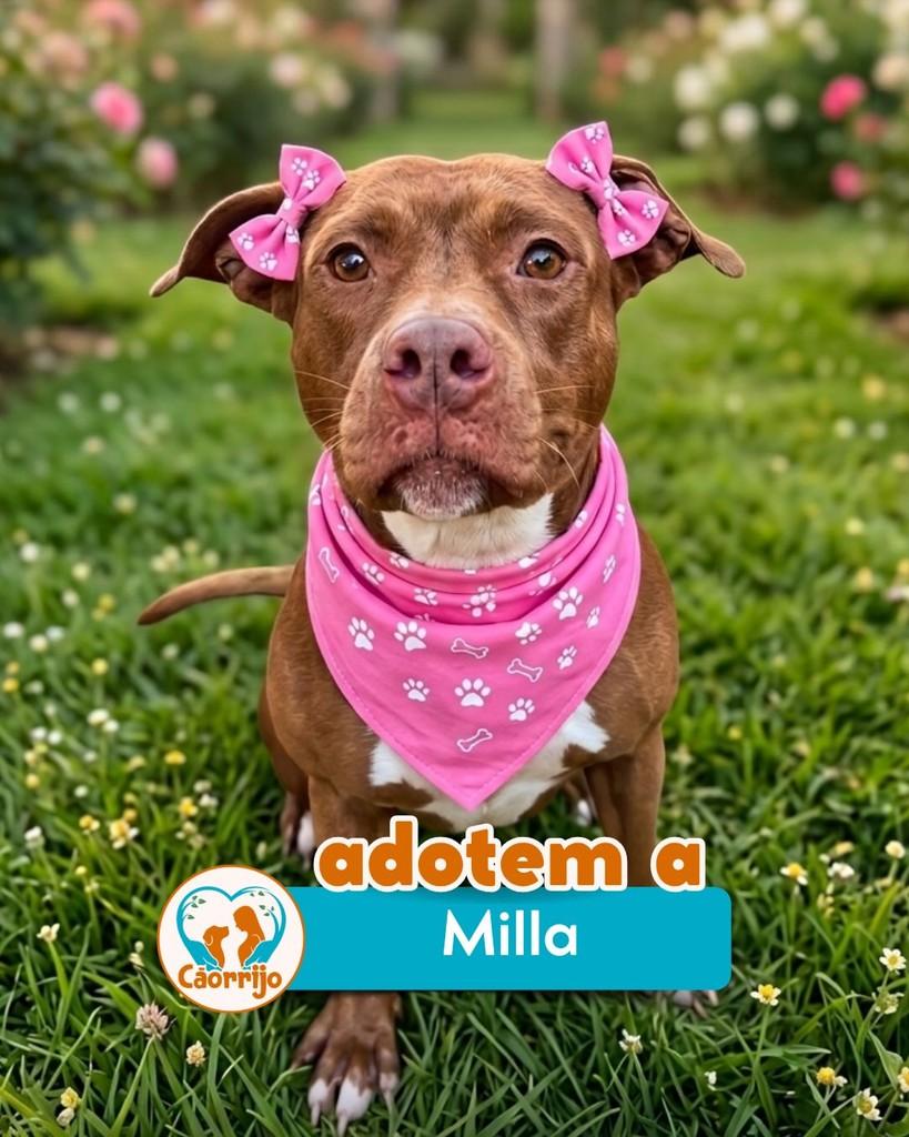 Mila, cadela de porte pequeno para adoção em Rio de Janeiro - RJ