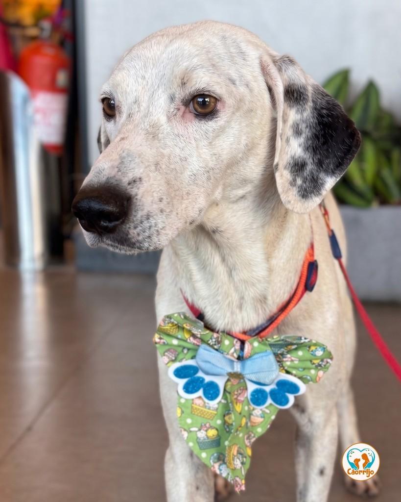Floki, cachorro de porte médio para adoção em Rio de Janeiro - RJ