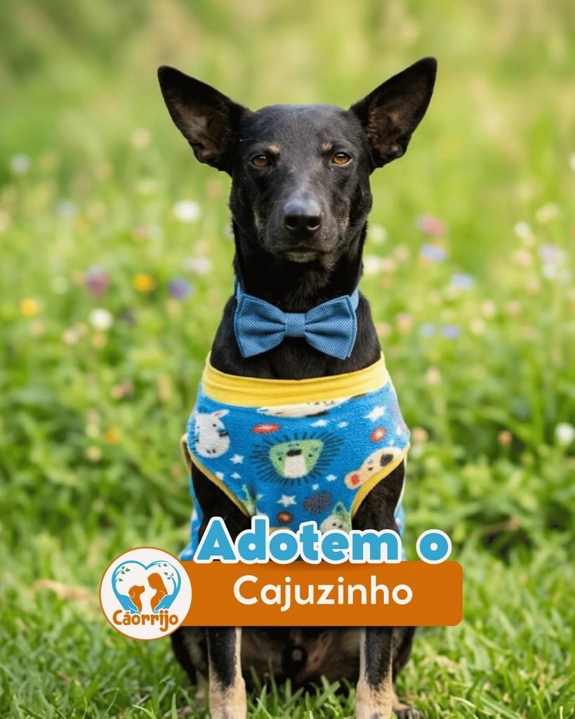 Cajuzinho, cachorro de porte pequeno para adoção em Rio de Janeiro - RJ