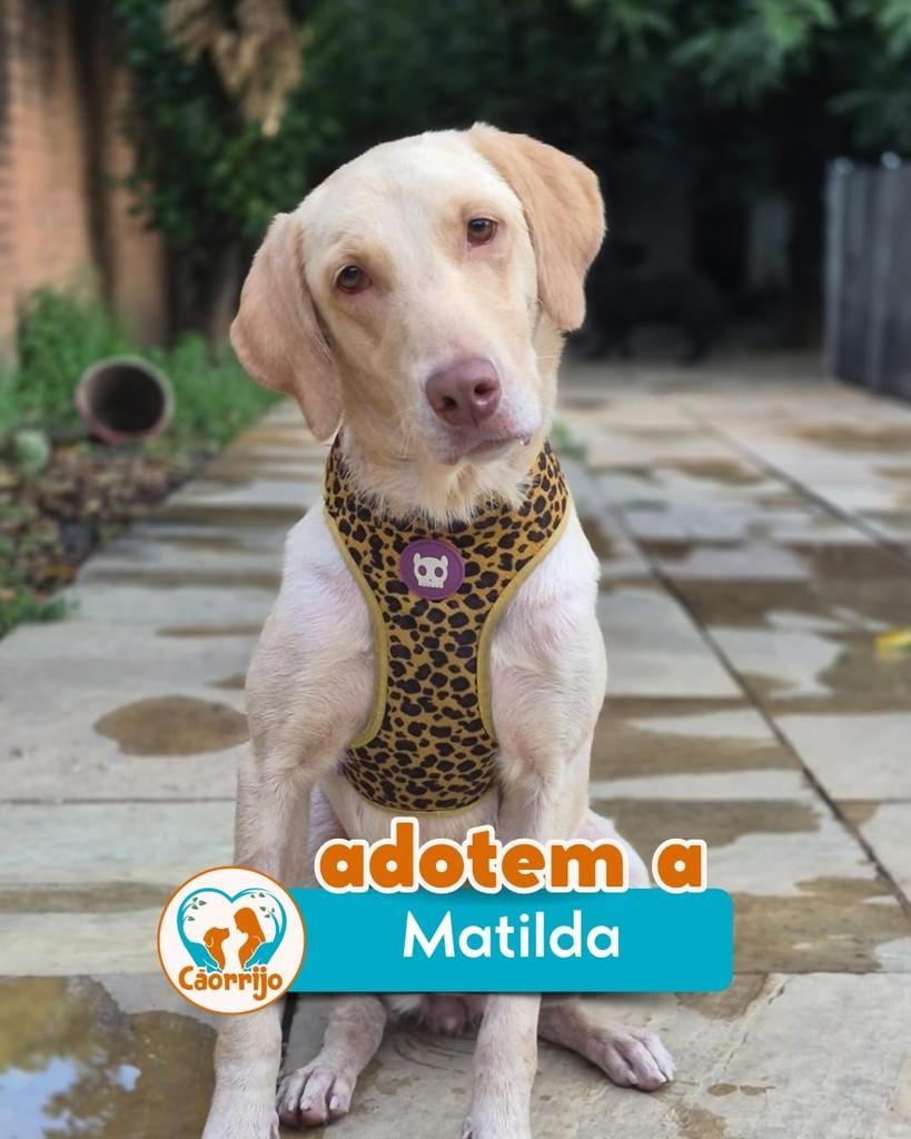 Matilda, cachorro de porte médio para adoção em Rio de Janeiro - RJ