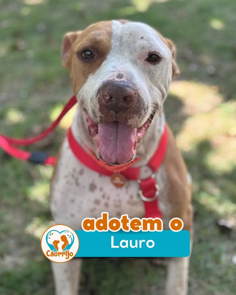 Lauro, cachorro de porte médio para adoção em Rio de Janeiro - RJ
