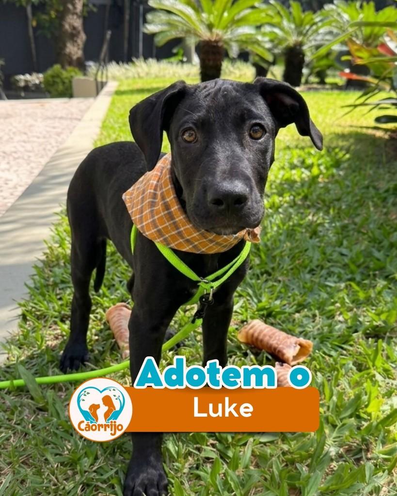 Luke, cachorro de porte pequeno para adoção em Rio de Janeiro - RJ