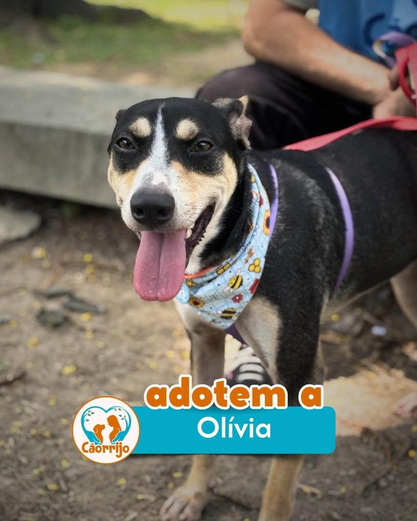 Olívia, cachorro de porte médio para adoção em Rio de Janeiro - RJ
