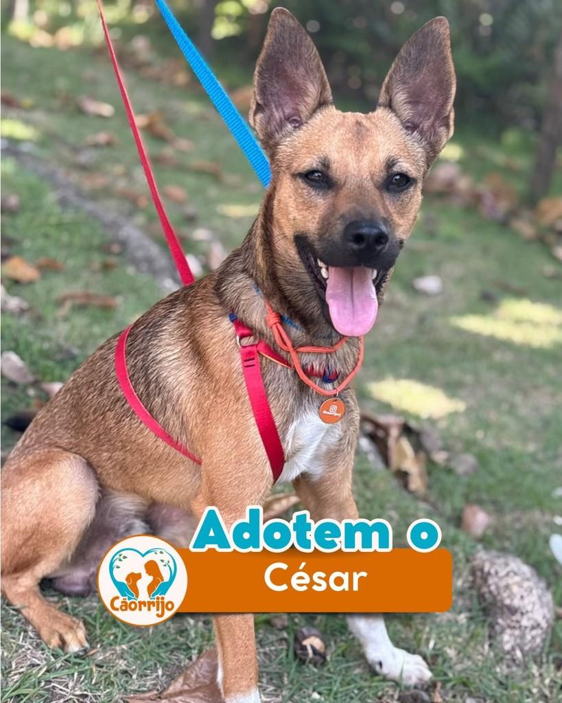 César, cachorro de porte médio para adoção em Rio de Janeiro - RJ