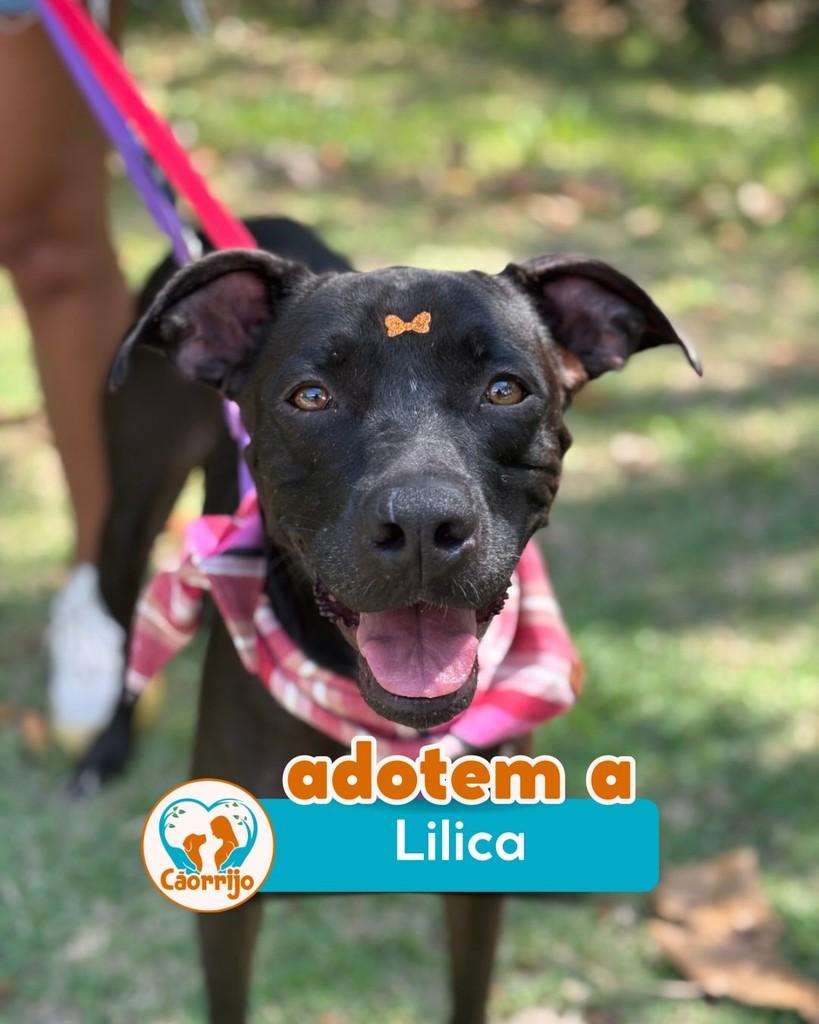 Lilica, cachorro de porte médio para adoção em Rio de Janeiro - RJ