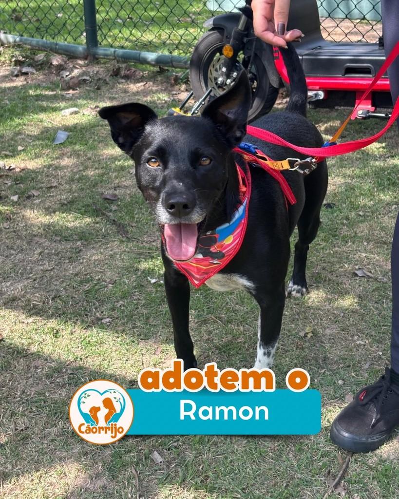 Ramon, cachorro de porte médio para adoção em Rio de Janeiro - RJ