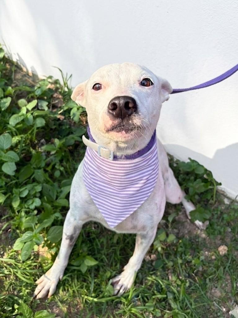 Filomena, cachorro de porte médio para adoção em Rio de Janeiro - RJ