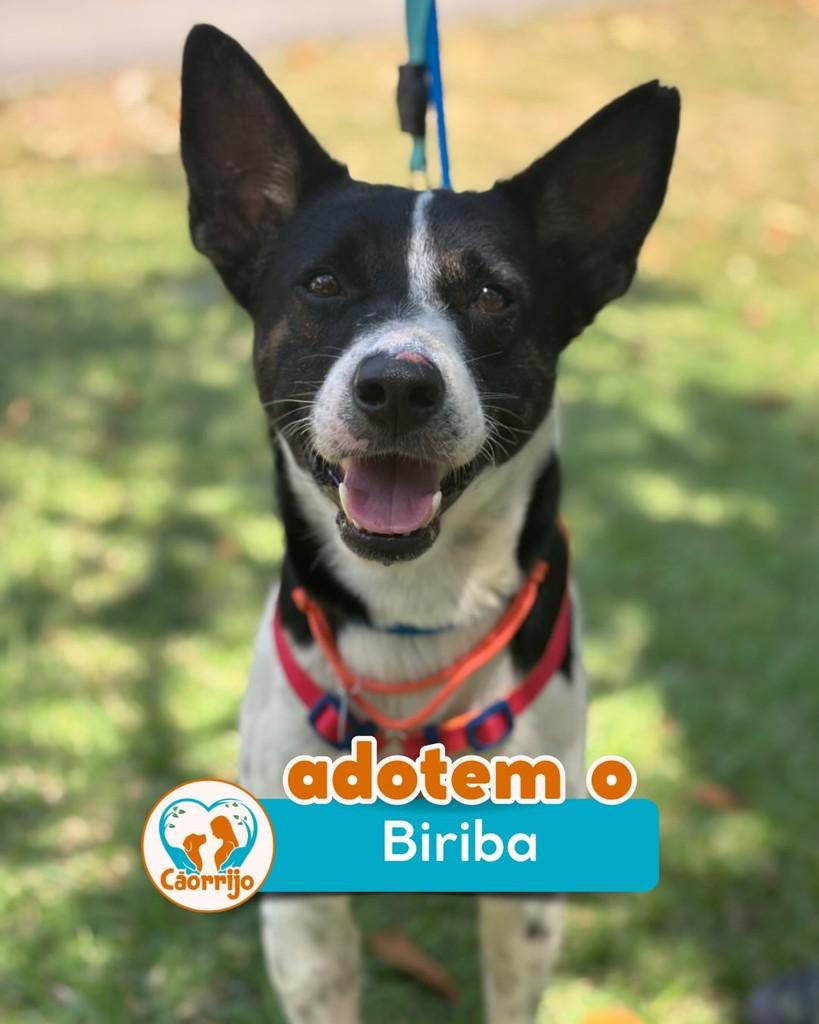 Biriba, cachorro de porte médio para adoção em Rio de Janeiro - RJ