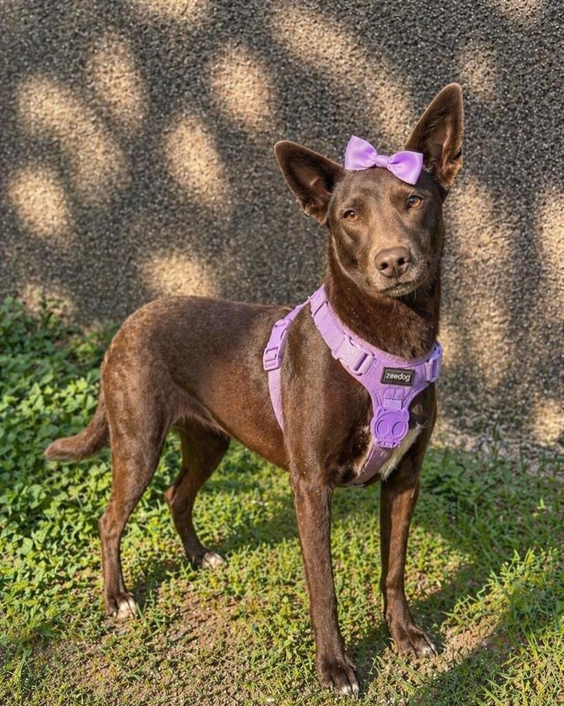 Lobinha, cachorro de porte médio para adoção em Rio de Janeiro - RJ
