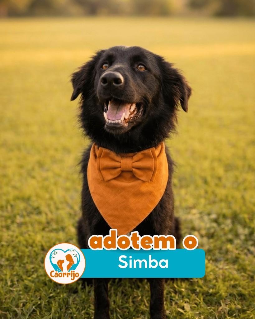 Simba, cachorro de porte médio para adoção em Rio de Janeiro - RJ