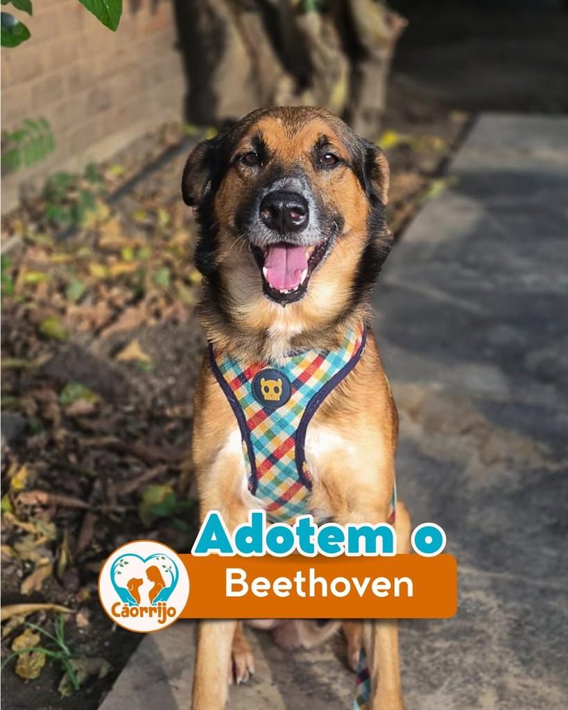 Beethoven, cachorro de porte médio para adoção em Rio de Janeiro - RJ