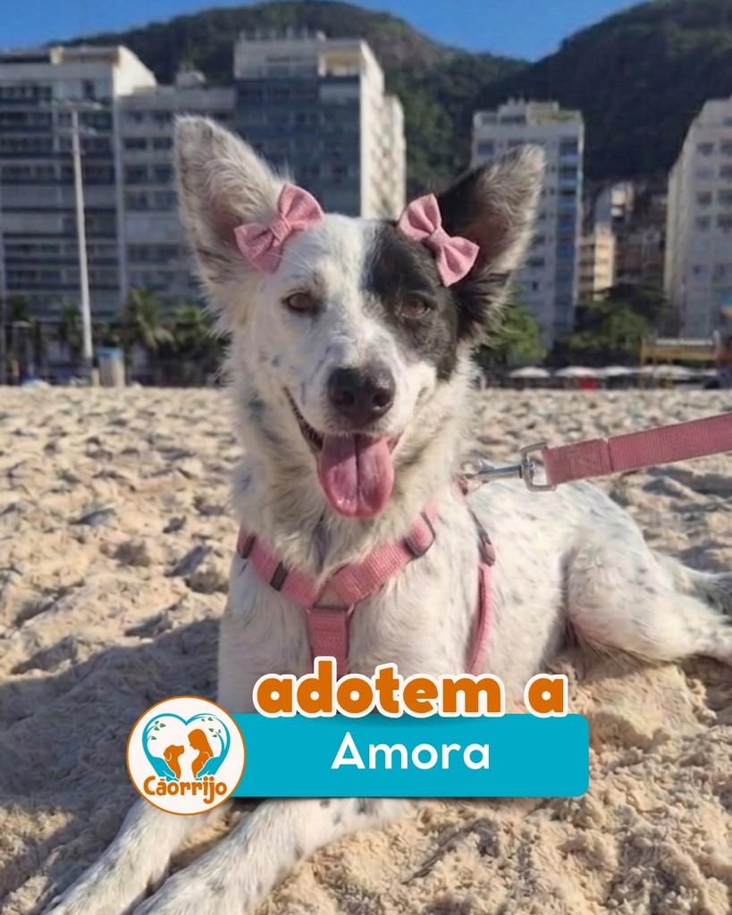 Amora, cadela de porte médio para adoção em Rio de Janeiro - RJ