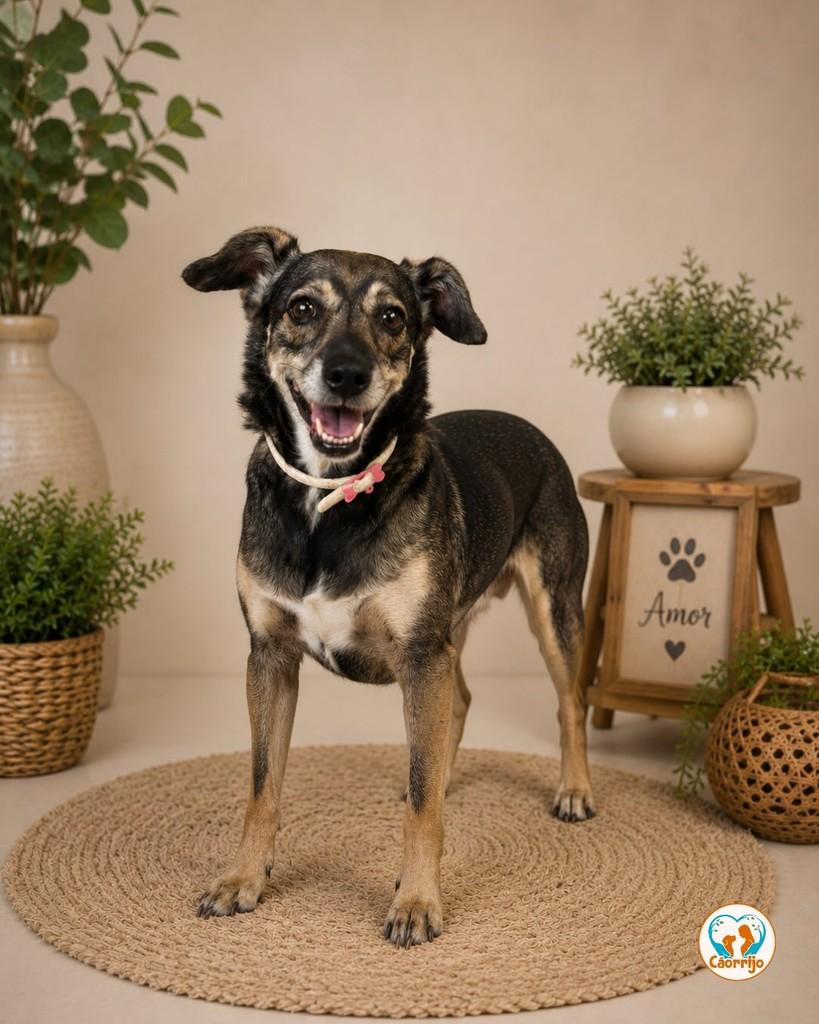 Nala, cadela de porte pequeno para adoção em Rio de Janeiro - RJ