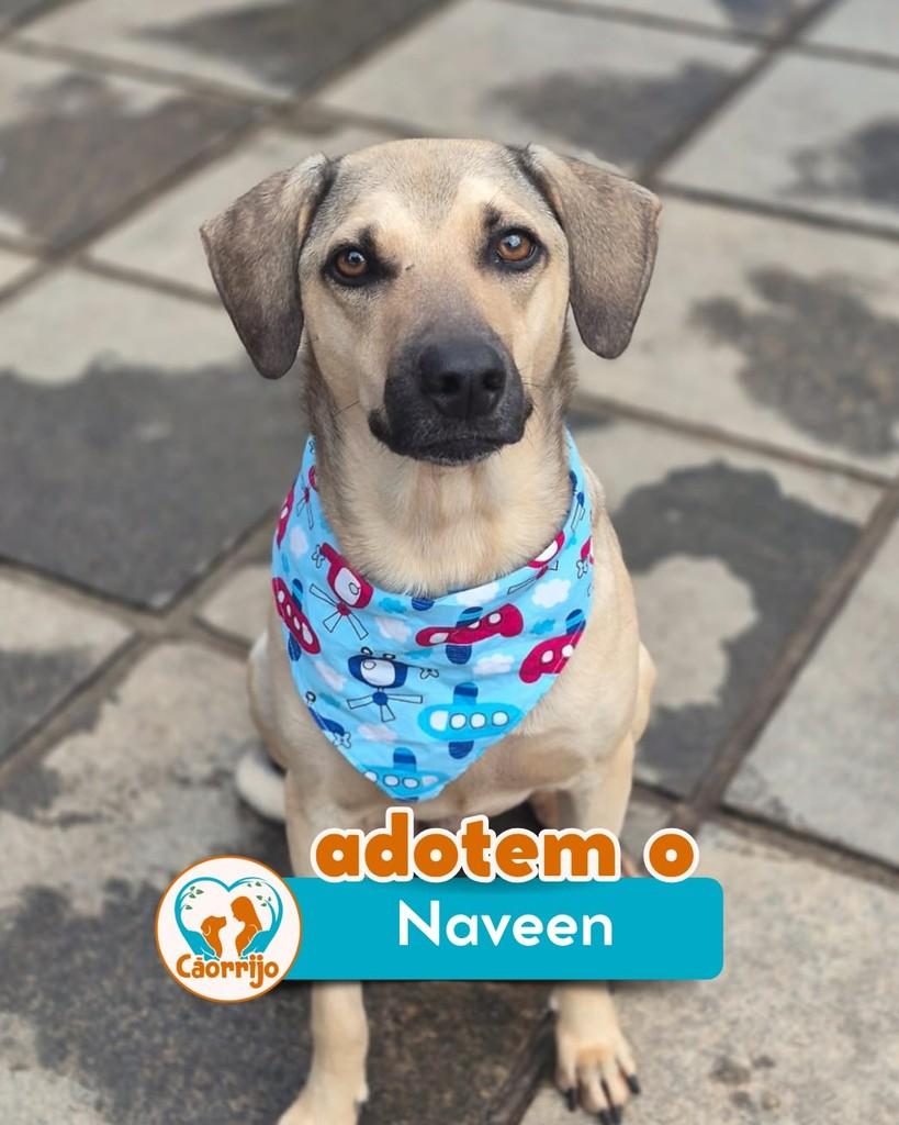 Naveen, cachorro de porte médio para adoção em Rio de Janeiro - RJ