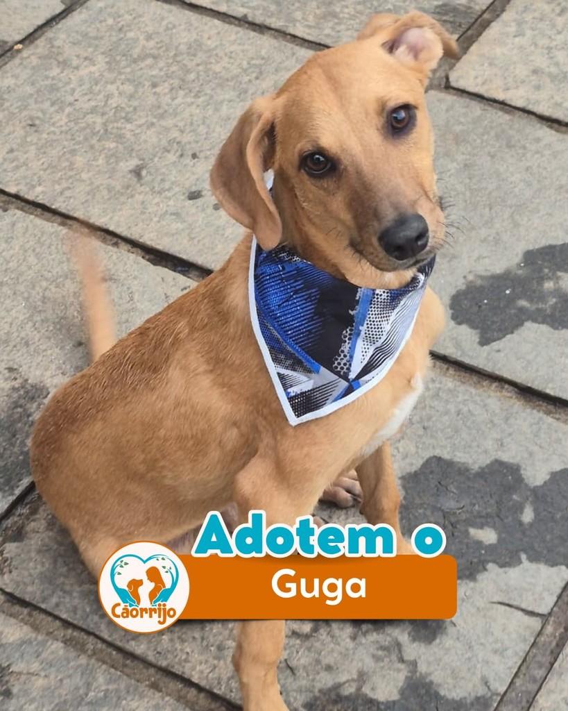 Guga, cachorro de porte pequeno para adoção em Rio de Janeiro - RJ
