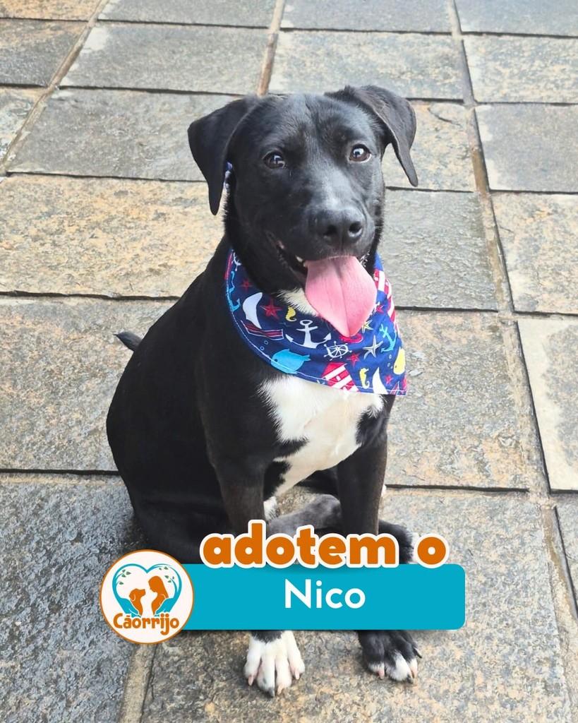 Nico, cachorro de porte médio para adoção em Rio de Janeiro - RJ
