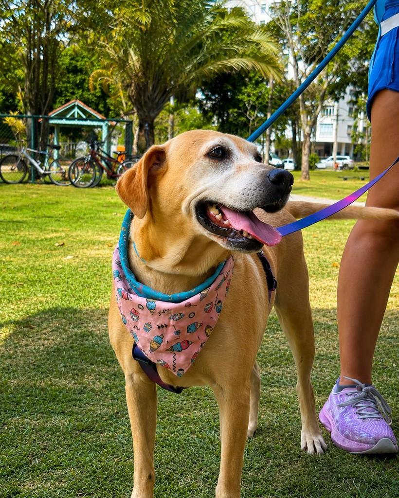 Aparecida, cachorro de porte pequeno para adoção em Rio de Janeiro - RJ