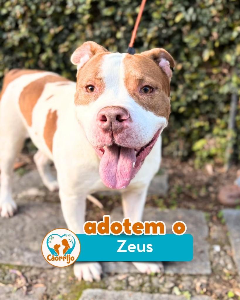 Zeus, cachorro de porte grande para adoção em Rio de Janeiro - RJ