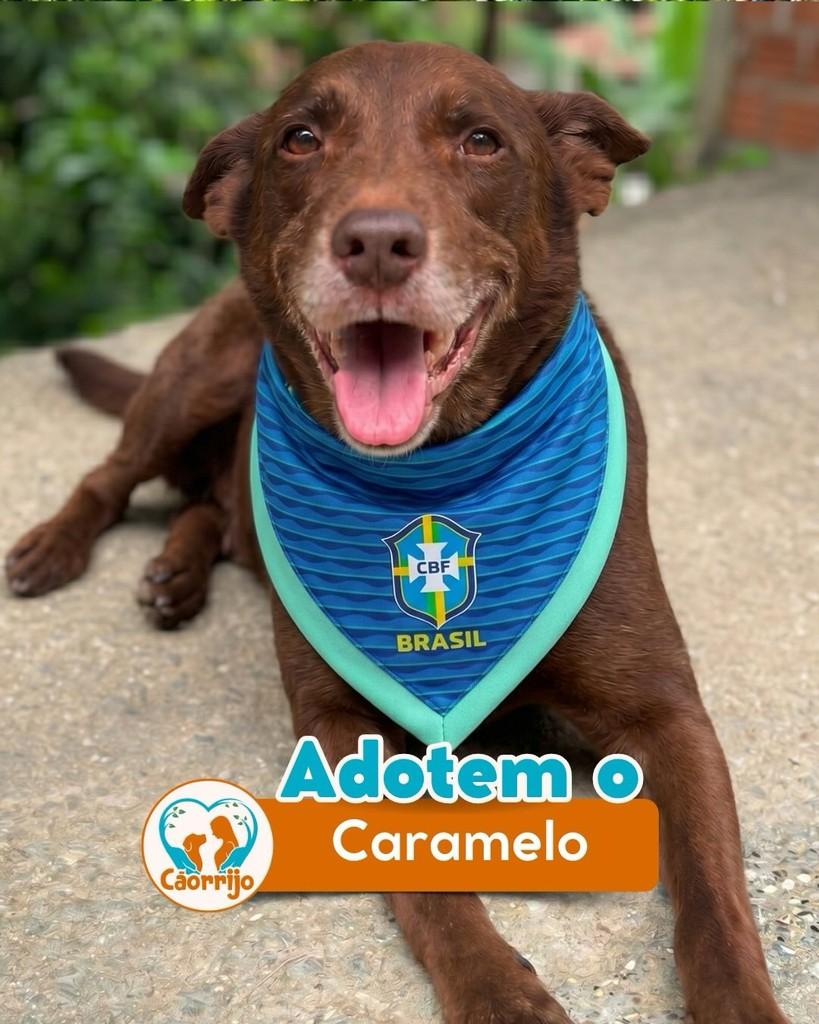 Caramelo, cachorro de porte médio para adoção em Rio de Janeiro - RJ