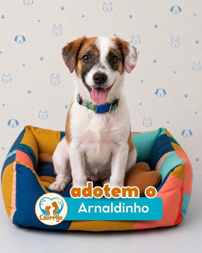 Arnaudinho, cachorro de porte pequeno para adoção em Rio de Janeiro - RJ